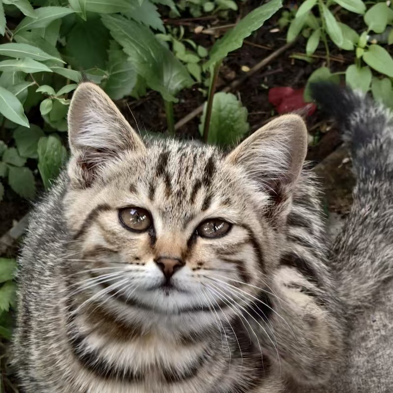 cat00004.jpg